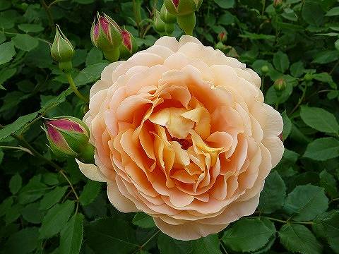 バラ ゴールデンセレブレーション 2