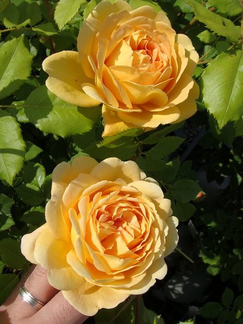 バラ ゴールデンセレブレーション 4