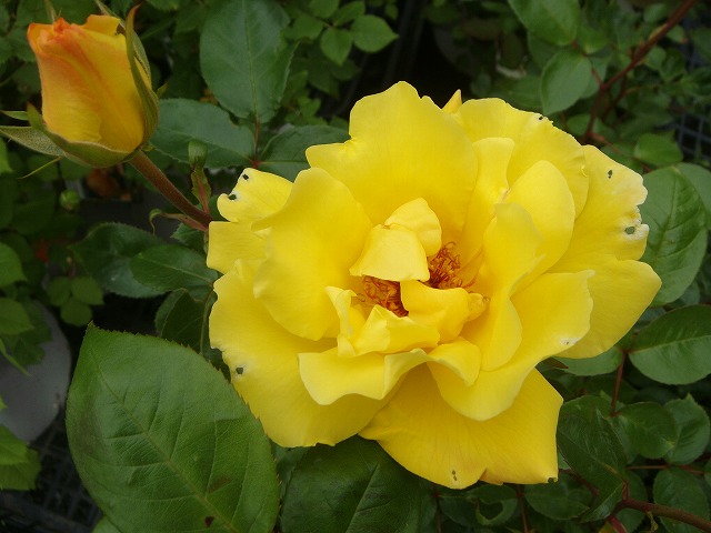 バラ ゴールデンシャワーズ 2