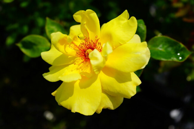 バラ ゴールデンシャワーズ 3