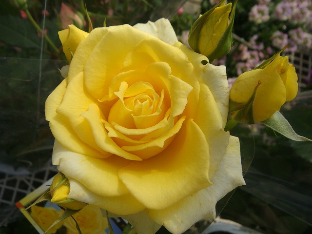 バラ つるゴールドバニー 