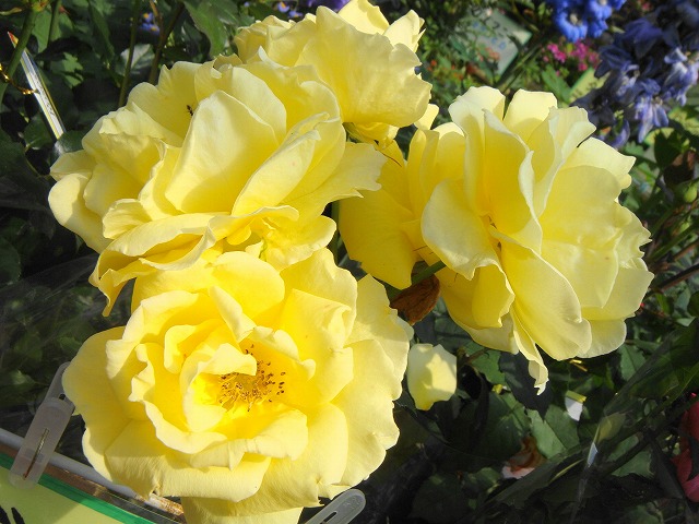 バラ ゴールドバニー 2