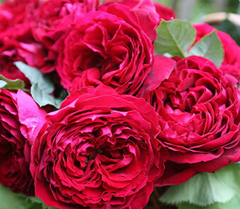 バラ　ゴスペル