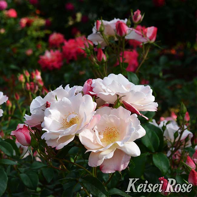 バラ グレーテル 2