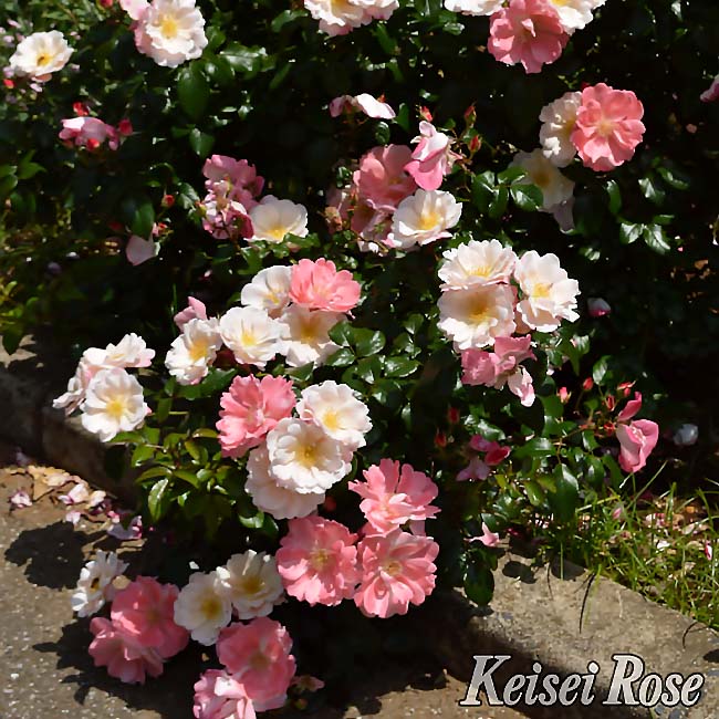 バラ グレーテル 3