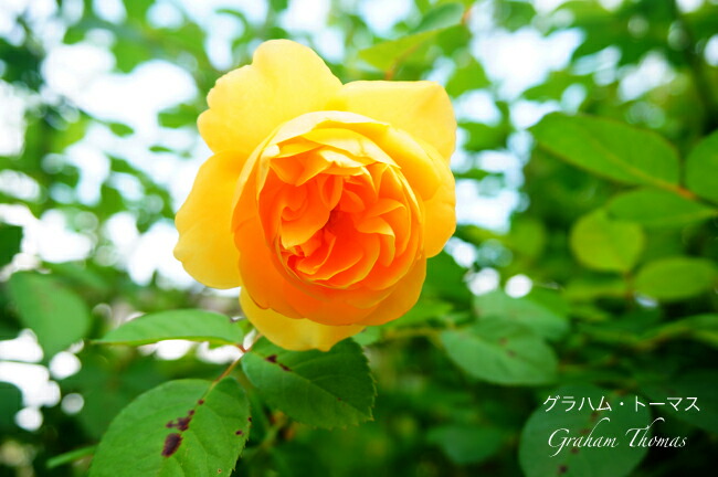 バラ グラハムトーマス 2