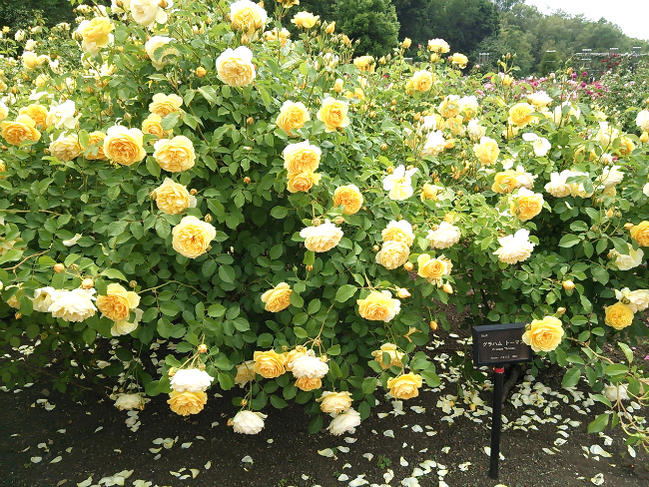 バラ グラハムトーマス 4