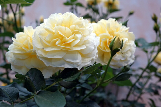 バラ グラハムトーマス 3