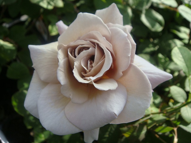 バラ グレイパール HT ハイブリッドティー 苗 販売 苗木部 By 花ひろば