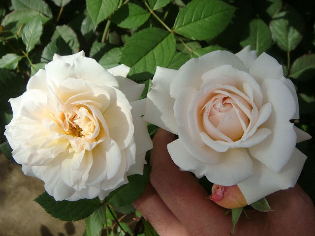 バラ グルスアンアーヘン 3