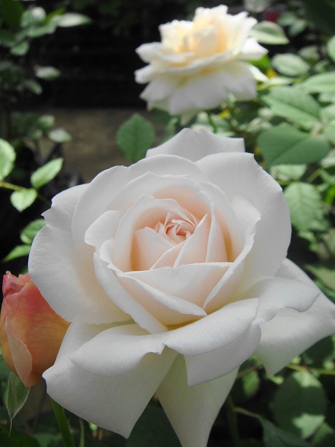 バラ グルスアンアーヘン 2