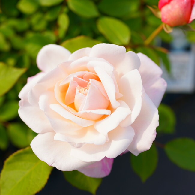 バラ グルスアンアーヘン 