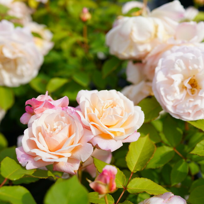 バラ グルスアンアーヘン 1