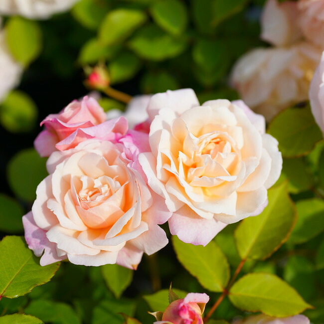 バラ グルスアンアーヘン 