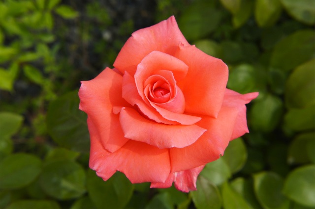 バラ　ハーモニー