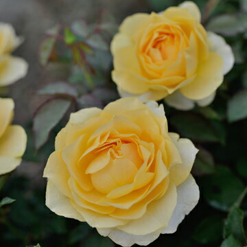 バラ ハープシコード 2