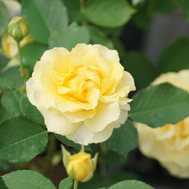 バラ ハープシコード 