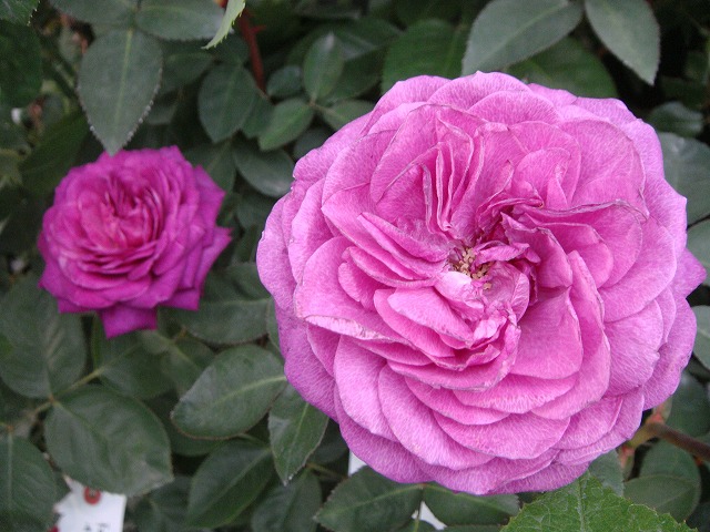 ハイディクルムローズ