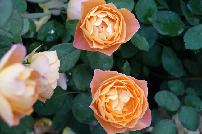 バラ レディエマハミルトン 1