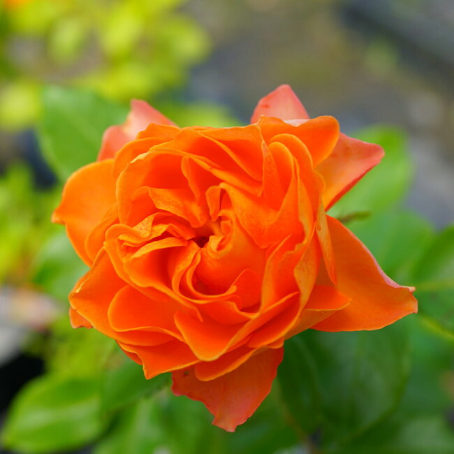 バラ ハニーキャラメル 