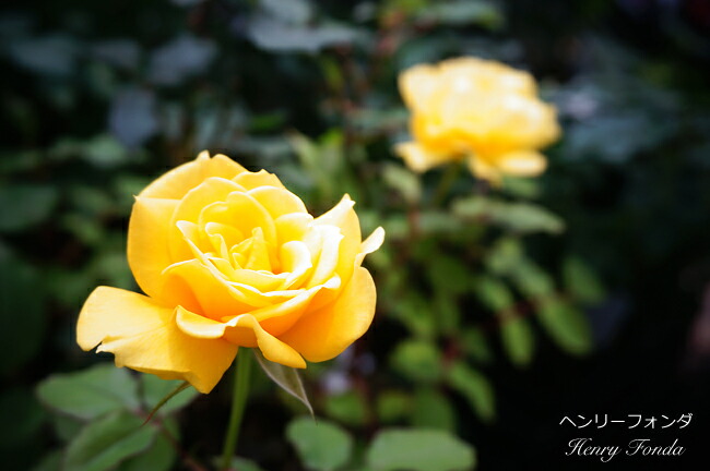 バラ ヘンリーフォンダ 3