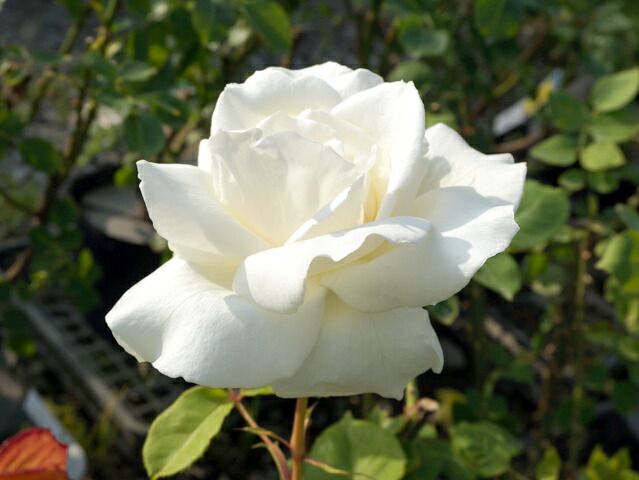 バラ つるホワイトクリスマス 3