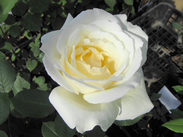 バラ つるホワイトクリスマス 