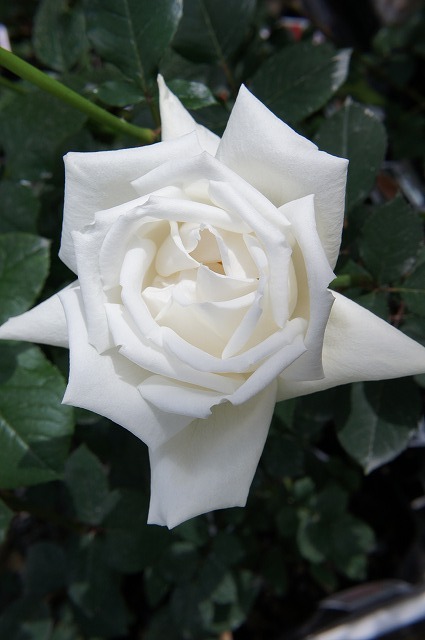 バラ ホワイトクリスマス 苗 通販 苗木部 By 花ひろばオンライン