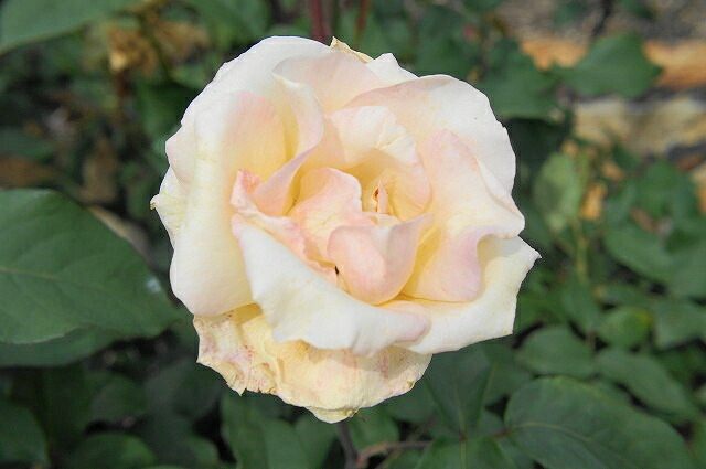 バラ イエロークイーンエリザベス 1