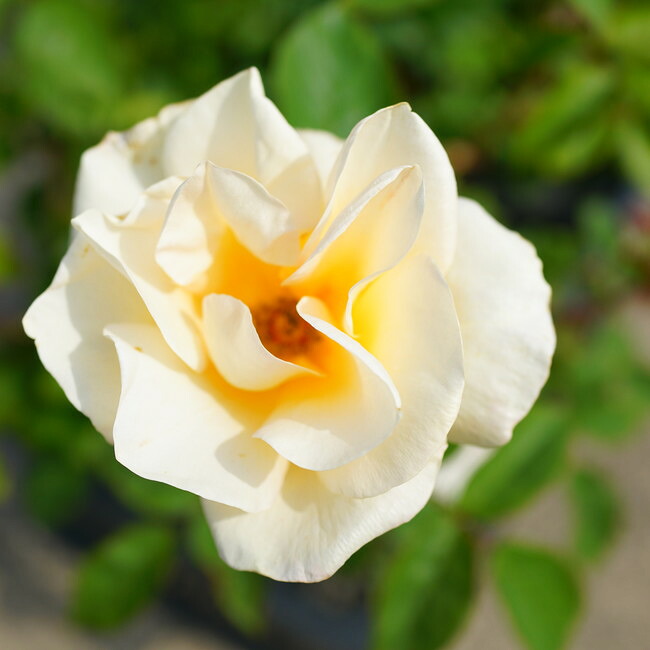 バラ クイーンエリザベス 