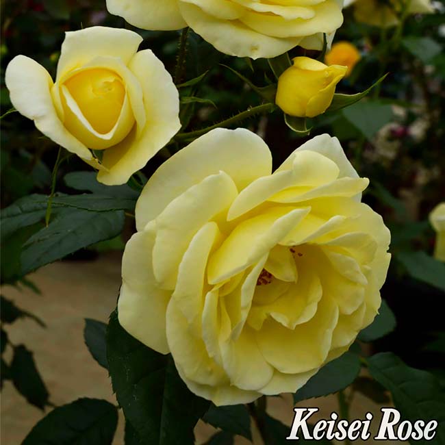 バラ イルミナーレ 3