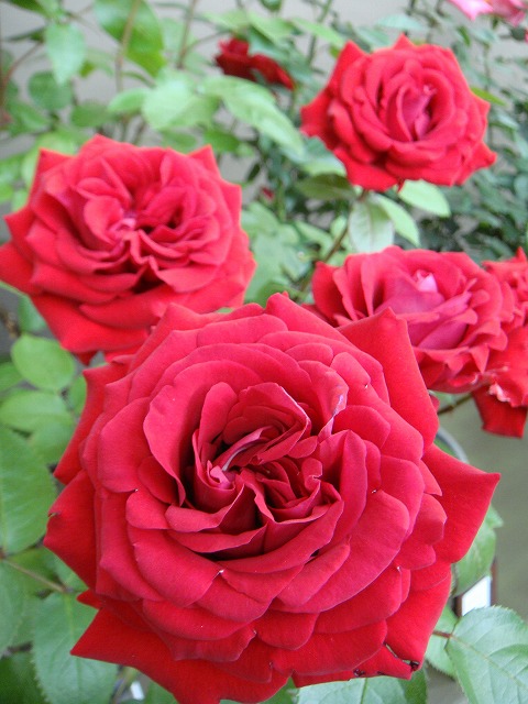 バラ イングリッドバーグマン 1