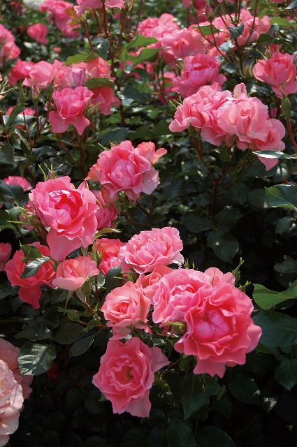 ジャルダン・ドゥ・フランス