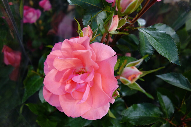 ジャルダン・ドゥ・フランス