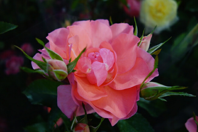 ジャルダン・ドゥ・フランス