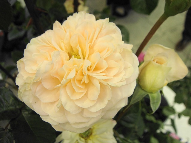 バラ ジャルダンドゥレソンヌ 