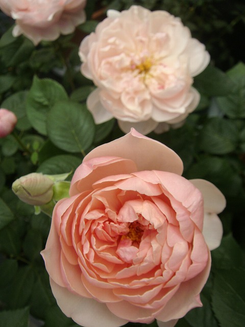 バラ ジアレンウィックローズ 2