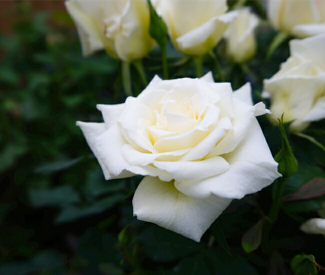 ジョン Ｆ ケネディ