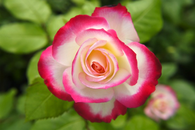 バラ ジュビレデュプリンスドゥモナコ 