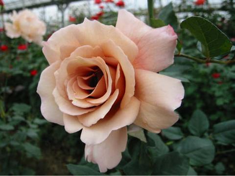 バラ ジュリア 苗 販売 苗木部 By 花ひろばオンライン