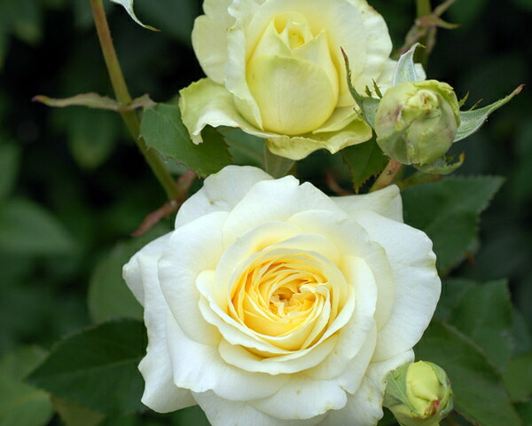 バラ　快挙（カイキョ） 大苗