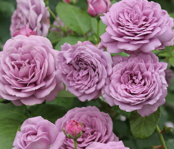 バラ　カインダブルー