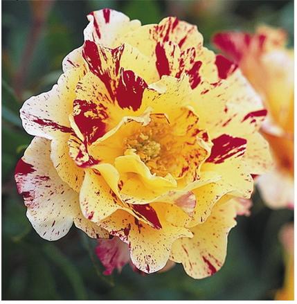 バラ カミーユピサロ 