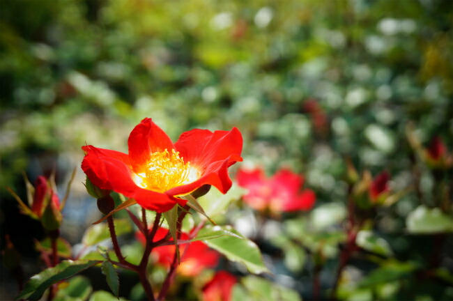 バラ カクテル 2