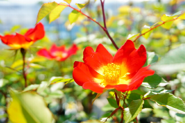 バラ カクテル 4