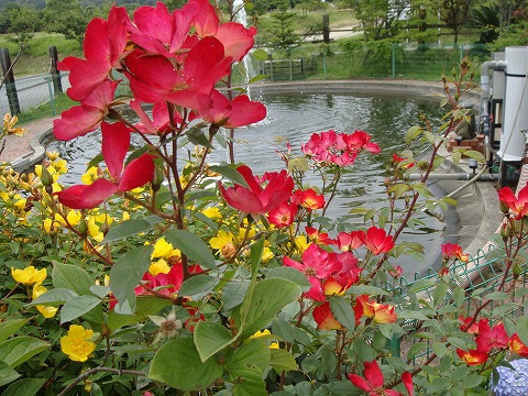 バラ カクテル 3