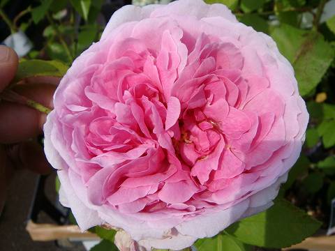 コンテドゥシャンポール