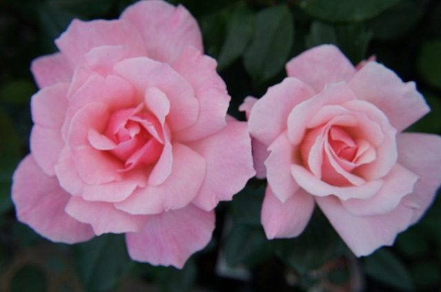 バラ クイーンエリザベス 4