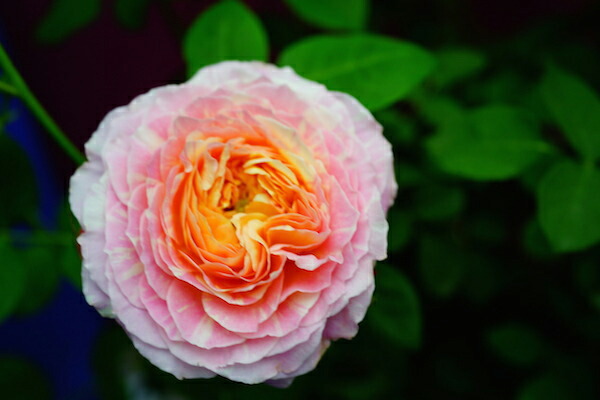 バラ クロードモネ 　四季咲き シュラブ