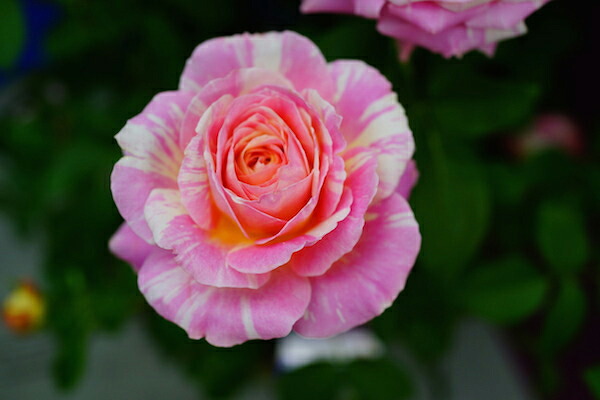 バラ クロードモネ 1